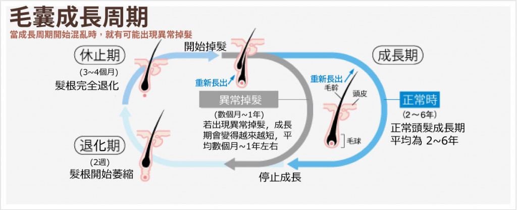 掉髮原因先瞭解頭髮生長週期｜毛囊成長週期